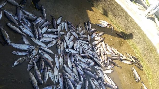 ۴۰تن ماهی درفیروزکوه تلف شد/خسارت ۵۰۰ملیون تومانی