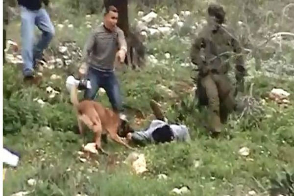 حمله به فلسطینی‌ها با سگهای هلندی