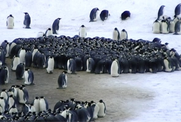 کشف ساختار پیچیده تنظیم حرارت اجتماعی پنگوئنها