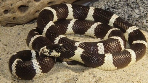 15-12-6-232025151206104920_snake_640x360_sciencephotolibrary_nocredit.jpg