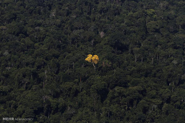 جنگلهای آمازون از نمای بالا