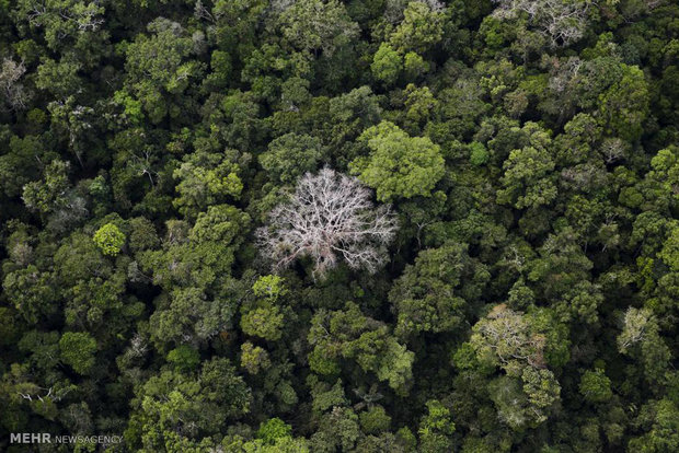 جنگلهای آمازون از نمای بالا