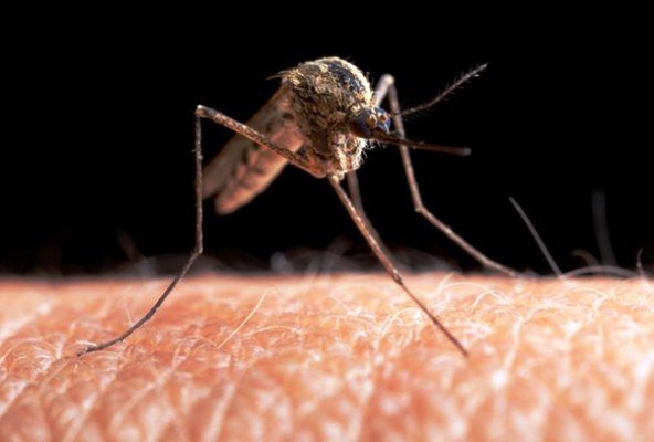 مالاریا در ایران مهار شده است/ کاهش موارد ابتلا به سل