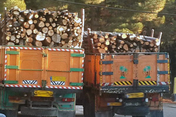 قاچاق چوب درخت تاغ