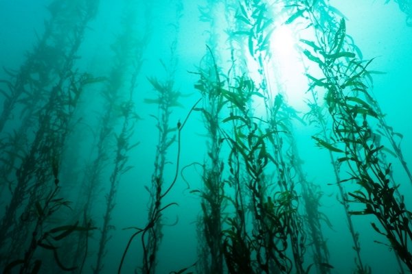 جلبک دریایی