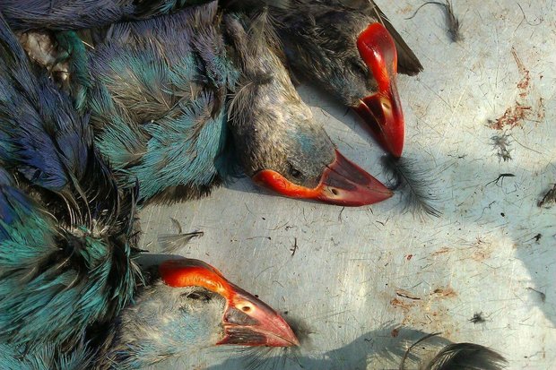کراپ‌شده - فروش گوشت پرندگان شکار شده در بازار کیان اهواز