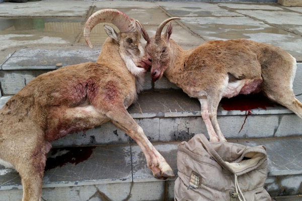شاهرود - شکار غیر مجاز - شکار قوچ - دستگیری شکارچی