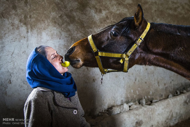 پرورش اسب اصیل ترکمن در یوقان برج