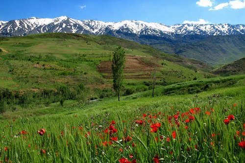 قلب «گرین» زیر پای شکارچیان و گردشگران کراپشده - گرین