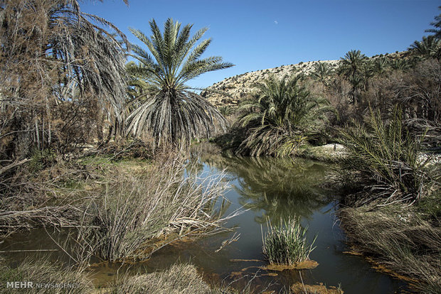  نخلستان توکلی