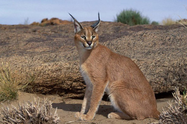انتقال یک توله سیاهگوش آسیب دیده به اداره محیط زیست بوئین میاندشت گربه سیاه گوش درشاهرود