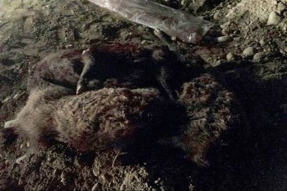 عاملین شکار دو خوک وحشی در اسلام آباد به دادگاه معرفی شدند کراپشده - شکار