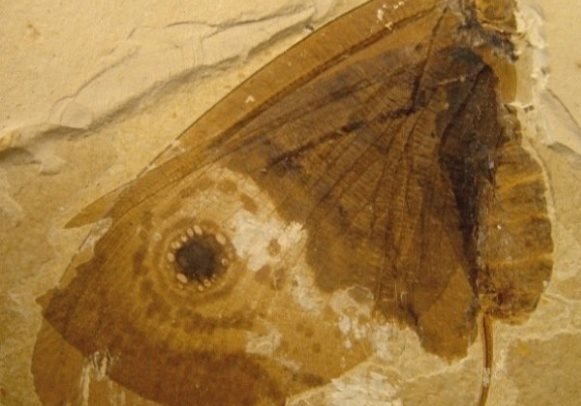 کشف قدیمی ترین فسیل پروانه