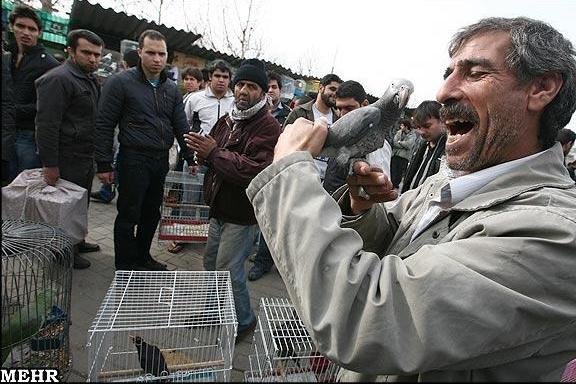 کراپ‌شده - بازار پرنده فروشان تهران آزادگان