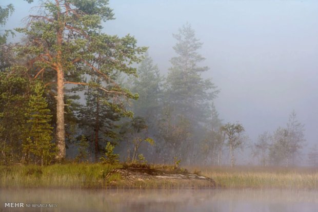 جنگل کارلیا در روسیه