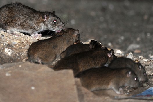 کراپ‌شده - موش‌های شهر تهران