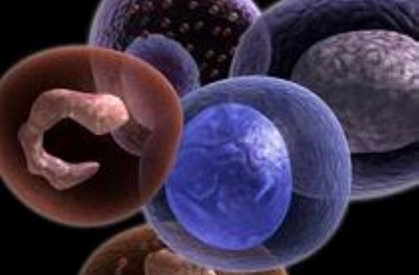 نوعی از سلول های بنیادی سرطانی شناسایی شد