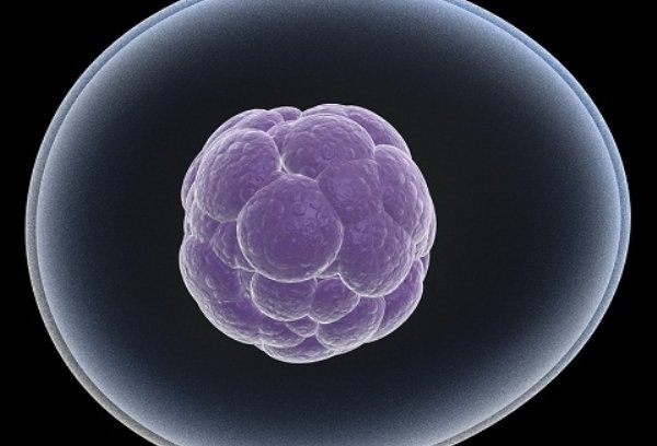 سلول بنیادی