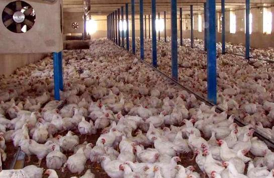 آخرین وضعیت اختصاص مشوق صادراتی به مرغ‌داران
