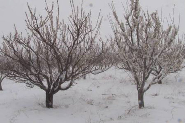 خسارت کاهش دما و بارش برف به باغات شهرستان اهر
