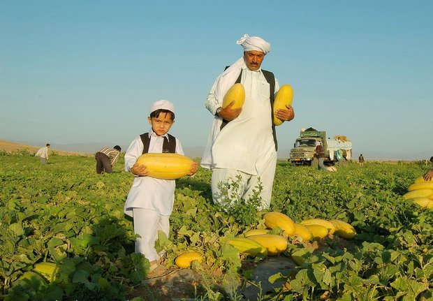 تایباد شهر اماکن تاریخی/ خربزه این شهر زبان زد است - خبرگزاری مهر | اخبار  ایران و جهان | Mehr News Agency