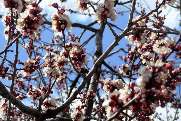 سرمازدگی شکوفه های درخت زرد آلو