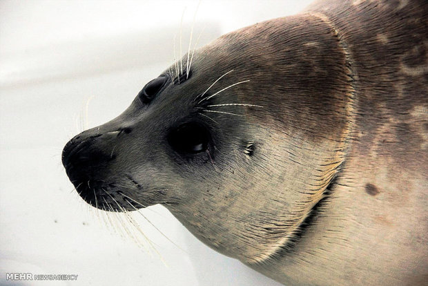 رها سازی نخستین فک خزری سال 95 در ساحل آشوراده