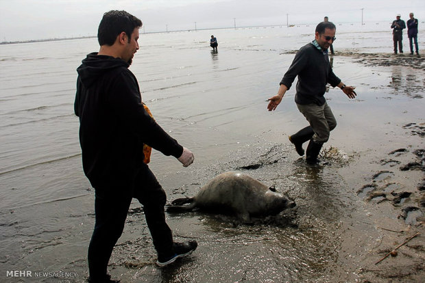 کشتار فک توسط ماهیگیران دریای خزر گزارش نشده است