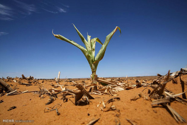 خشکسالی و گرسنگی در آفریقا‎