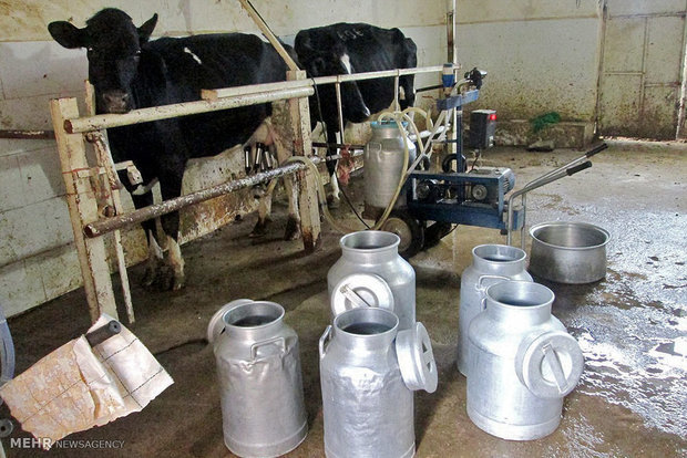 شیرخشک وارداتی تهدید دامداران/۷۰ تن شیر بدون خریدار در قزوین