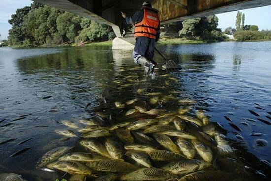 رودخانه تجن نشت مواد نفتی مرگ ماهیان