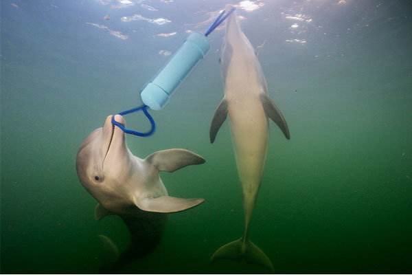 دلفین ها برای حل معما باهم پچ پچ می کنند