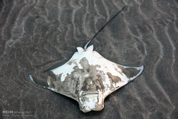 مرگ دست‌جمعی سفره ماهی‌ها در ساحل قشم
