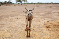 خشکسالی در آفریقا