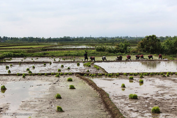 آغاز کاشت برنج در روستای کندسر کلاچای