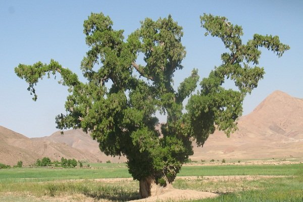 سرو کهنسال