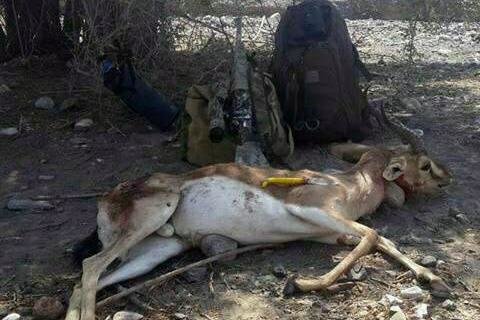 کراپ‌شده - ریم آهوی خوزستان شکارچی عراقی