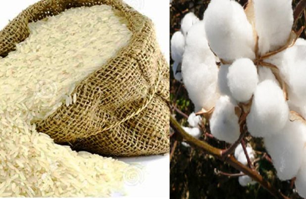 برنج و پنبه