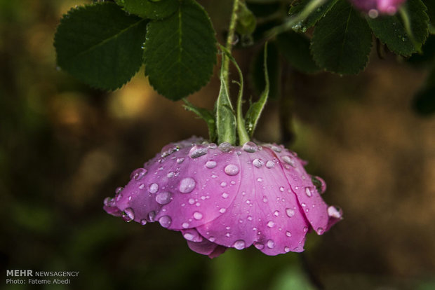 برداشت گل محمدی و گلاب گیری