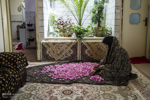 برداشت گل محمدی و گلاب گیری
