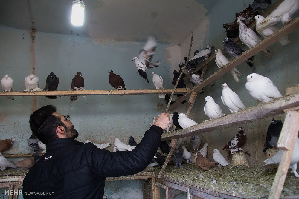 بازار فروش پرندگان در تبریز