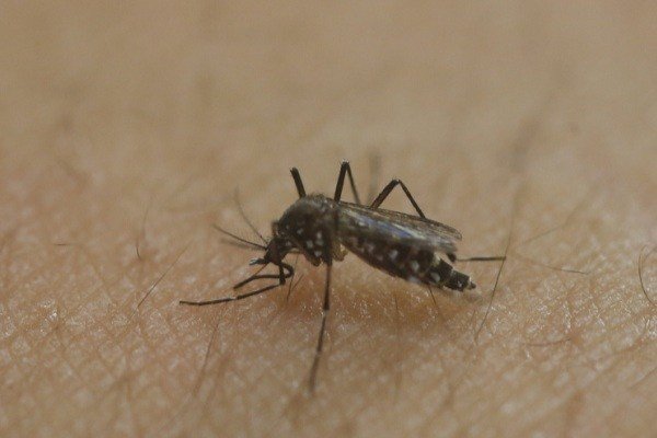 داروی مالاریا از جنین در مقابل عفونت زیکا محافظت می کند
