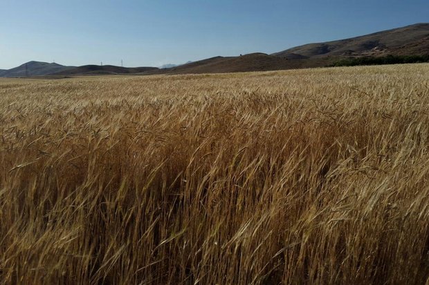 کراپ‌شده - مزارع گندم نهاوند