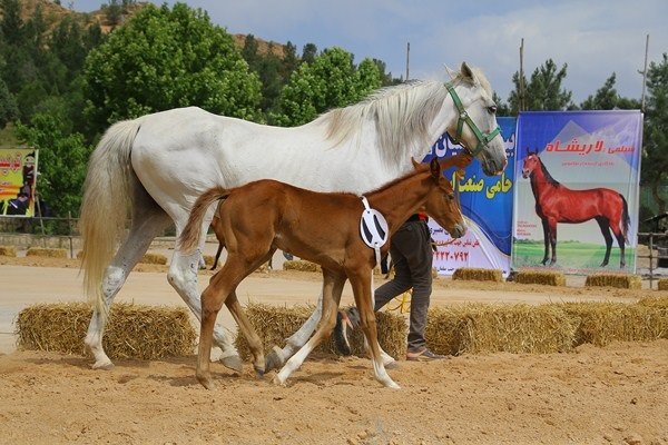 جشنواره اسب اصیل ترکمن