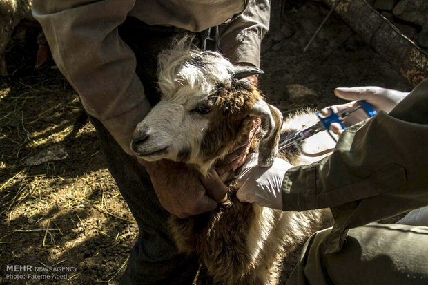 واکسیناسیون دامها در برابر تب برفکی