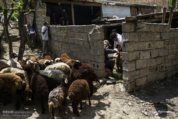 واکسیناسیون دامها در برابر تب برفکی