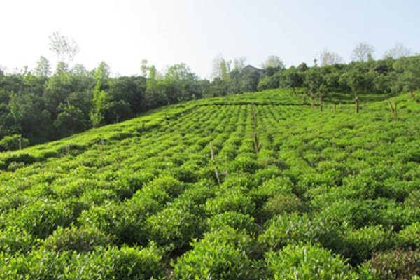کراپ‌شده - باغ چای