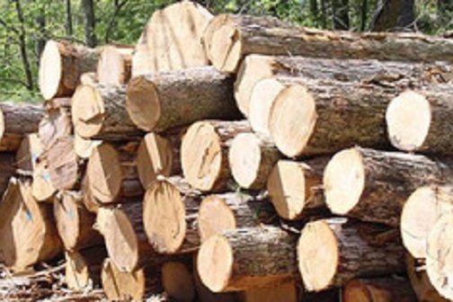 کراپ‌شده - چوب قاچاق  ۱۰۰۰ واحد چوب فروشی در معرض تعطیلی است 2099812