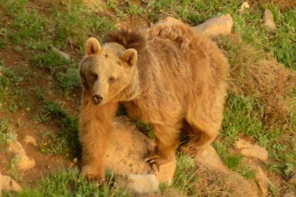 کراپ‌شده - تصویربرداری از خرس قهوه‌ای در البرز مرکزی