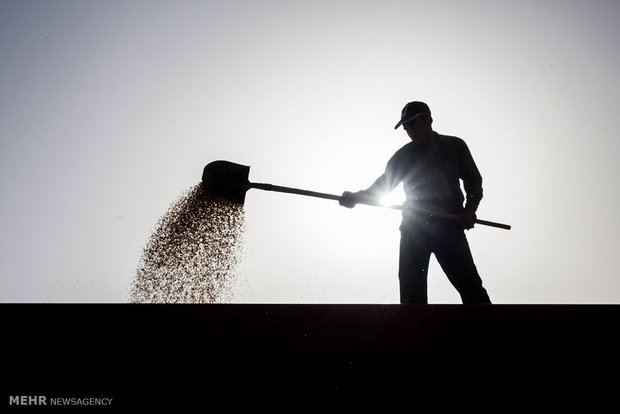 محموله ۲ هزار تنی گندم آلوده به سرب در خوزستان متوقف شد